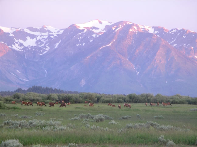 images/A- Mule deers enjoying the morning time. (3).jpg